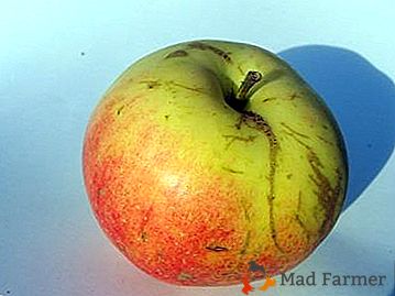 Fruta sabrosa y fragante le dará una variedad de manzanos Azafrán de Pepin