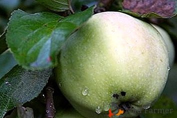 Manzanas sabrosas y fragantes de la variedad "Great Narodnoe"