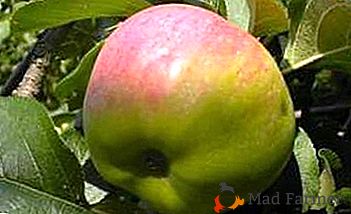 Chutné a krásne ovocie, ideálne na výrobu šťavy - voňavých jabĺk