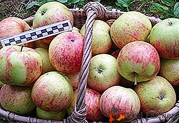 Vkusné a veľmi užitočné jablká odrody Orlinky
