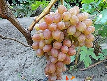 Variedade de uva saborosa e fiável "Kishmish Nakhodka"