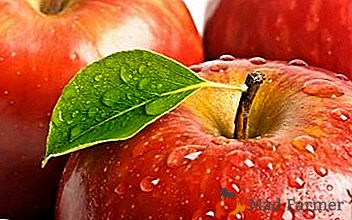 Salutări delicioase din vară. Cum să păstreze merele proaspete pentru iarna?
