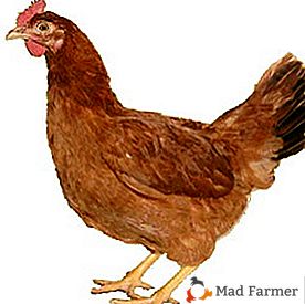 Carne sabrosa, buena productividad y muchas otras ventajas - Yerevan Chicken