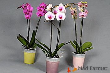 Pozornost na detalj: orhideja razlikuje od phalaenopsis?