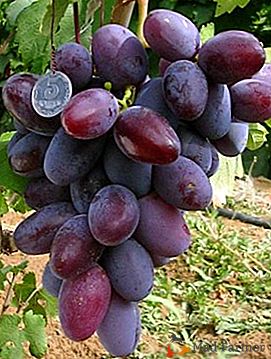 Impressionante e grande, deliciosa e bela - variedade de uva "Ataman"