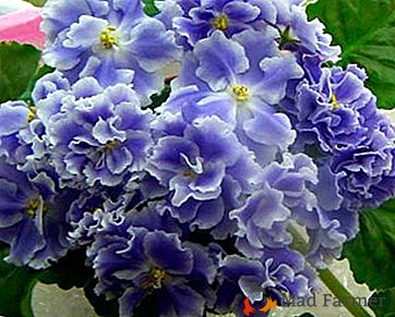 Uskutečnění krásy nebo fialové "Modré mlhy". Fotografie rostlin a květin