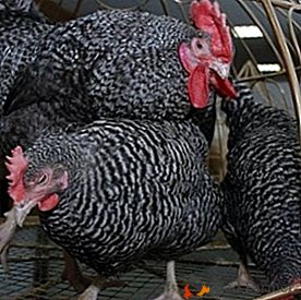Una raza demandada de la dirección del huevo de carne - gallinas gris Kirghiz