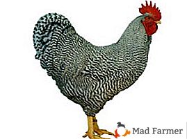 Необходими и широко разпространени са пилетата Amrox