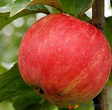 Une variété demandée, élevée en Russie - Uslada apple