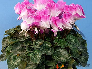 Devolvemos la belleza y la floración a la planta amada: ¿cómo salvar el ciclamen de la muerte?