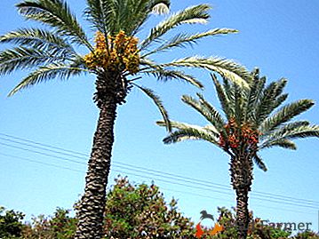 Ravageurs et maladies du palmier dattier: ne laissez pas les feuilles sèchent! Comment rajeunir la plante?
