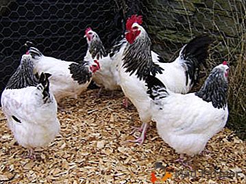 Vse o piščancih mini-mesa: fotografija in opis, značilnosti pasme in njenih sort - in76, bela in66, fawn in77