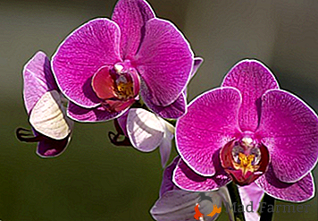 Tudo sobre a orquídea lilás: maneiras de cuidar da flor real