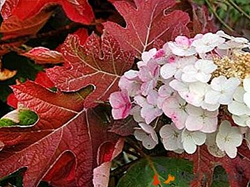 Todo sobre la hortensia bulbo de roble: plantación, cuidado e invernada