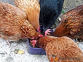 Tutto sull'alimentazione dei polli in inverno, primavera, estate e autunno: abitudini alimentari e integratori alimentari adeguati