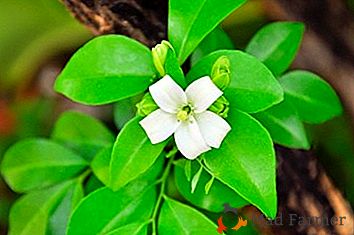 Све најпопуларније врсте биљака "Мураиа (Мурриа) Сновсторм" са фотографијама и објашњењима