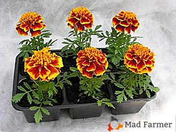 Sve tajne o uzgoju marigolda iz sjemena: kada i kako biljku, pravila skrbi