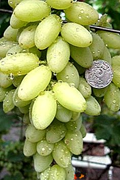 Зустрічайте - виноград «Арсеніївська» яскравий представник роду кишмиш
