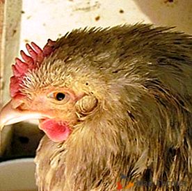 Vse o mikoplazmozi piščancev: simptomi in zdravljenje, diagnosticiranje in preprečevanje