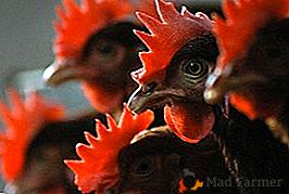 Todo sobre el pseudo-pollo de las gallinas: ¿por qué surge y cómo combatirlo?