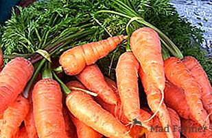 Totul despre modul în care se păstrează morcovii în timpul iernii