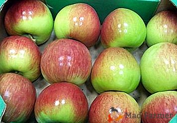Vse o jabolkih dreves znane in priljubljene sorte Rossoshansky