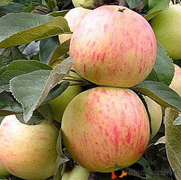 Todo sobre los manzanos de la variedad Yubilyar: descripción, características, características del cultivo
