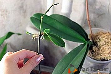 Všechny nejužitečnější a zajímavější o šíření orchidejí odřezky