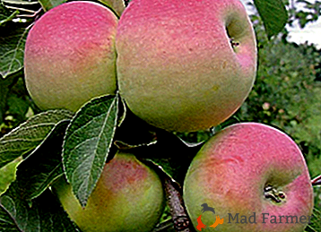 Manzanas para la jardinería industrial - variedad Imrus