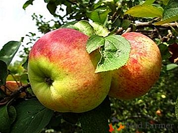 Jabłka, idealne do przyrządzania dżemu - Orlovim