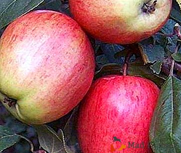 Jabolka z visoko vsebnostjo "askorbic" - neke vrste Scala