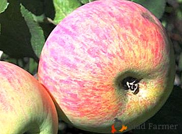 Ябълкови дървета за студен климат - Персия