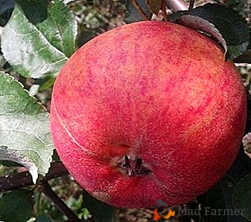 Manzano con un alto nivel de adaptación y bellas frutas - una variedad Un regalo para Grafsky