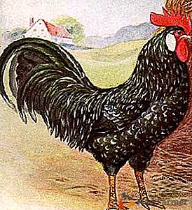 Jajca piščancev z nenavadno barvo - Ancona