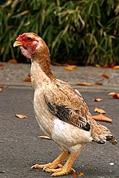 Японски борба с птици - Ямато пилета