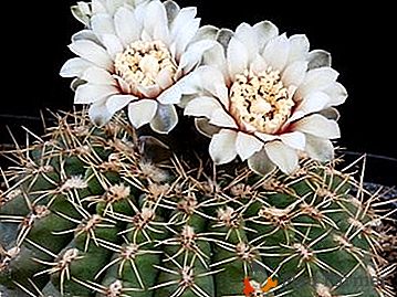 Cactus japonais sur votre fenêtre - "Gimnokalitsium": soin à la maison, espèces, photo