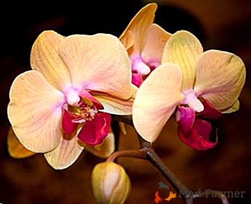 Luminoase frumusete in colectia ta - frumusete de orhidee de elita
