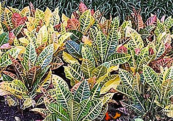 Bright Codyum (Croton) Petra: descripción de una flor con una foto, recomendaciones para la atención