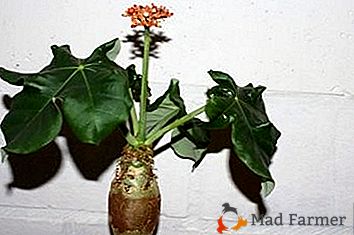 Jatropha - floraison "ventre du Bouddha"