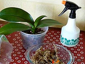 La sphaigne est-elle une panacée? Variétés de mousse pour les orchidées avec des photos et des recommandations pour l'auto-récolte