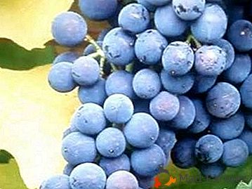 Por que amamos as uvas Golubok e é adequada para o vinho?