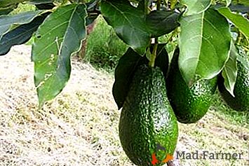 Болести авокада: зашто биљка суши лешнике, зашто пада?