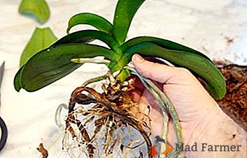 Prendre soin des racines pour une floraison lumineuse: choisissez le bon terreau et le bon pot pour la transplantation d'orchidées