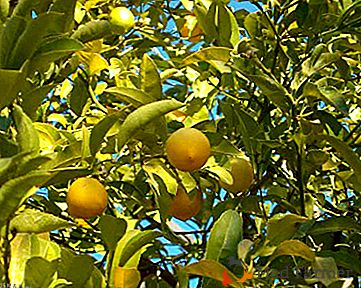 Nous prenons soin du citron d'intérieur à l'automne: puis-je changer, quel soin faut-il?
