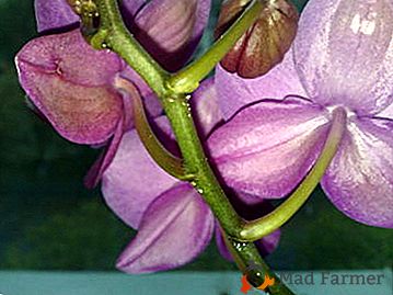 Tajomné lepkavé kvapky na listoch orchideí. Čo je to a stojí za to znieť alarm?