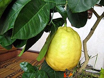 Загадкове рослина - лимон Пандероза! Опис і догляд в домашніх умовах