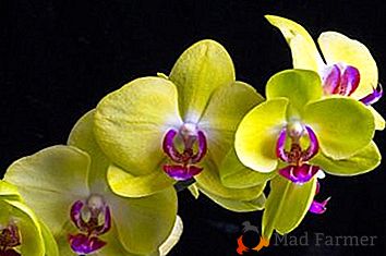 Pamätná žltá orchidea je popis a odrody, ich fotografie. Pestovanie kvetín