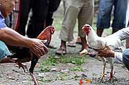 Zaprawscy bandyci walczą do samego końca - małe angielskie walczące kurczaki
