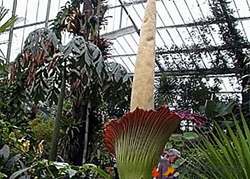 Fascinantna rastlina Amorphophallus: pravila oskrbe