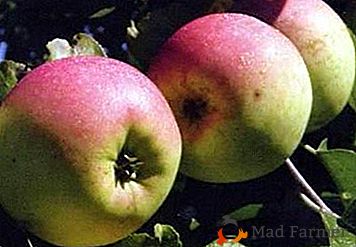 Zimná odroda z Apple kalendára - Renet Chernenko